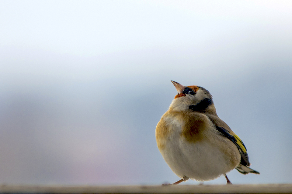 Fotografie eines kleinen Singvogels. Das Bild vermittelt Ruhe, Naturverbundenheit und Achtsamkeit – Gestaltungselement der VHS Eching